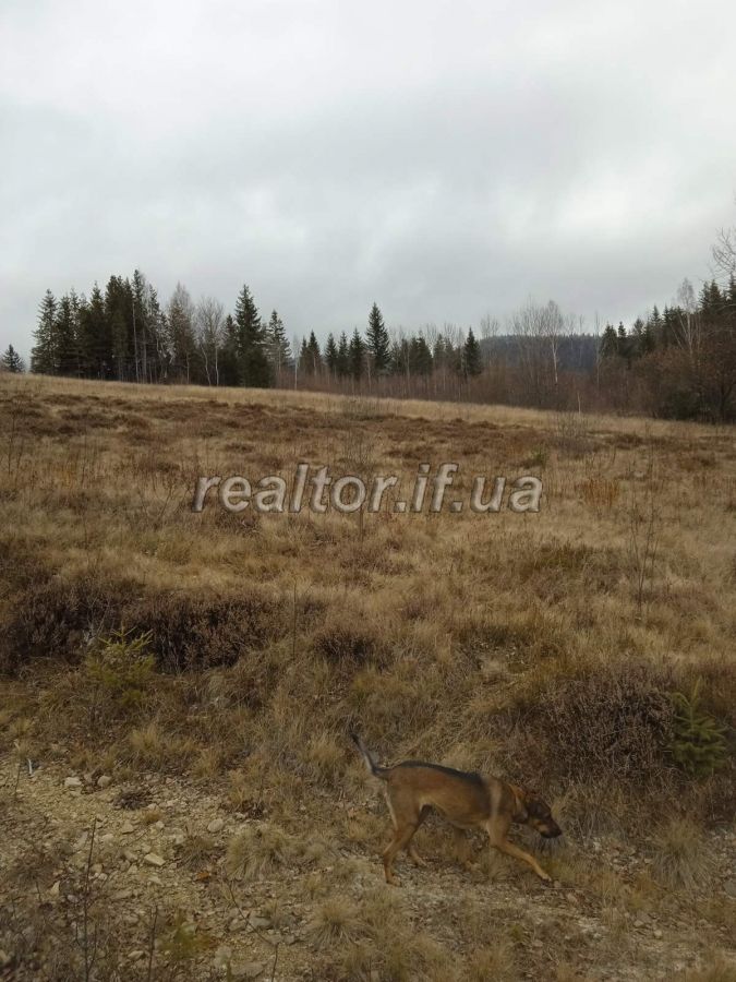 Prodayetsya_zemelna_dilyanka_v_Dolynskomu_raioni_selo_Myslivka_23466_12_1732648385.jpeg