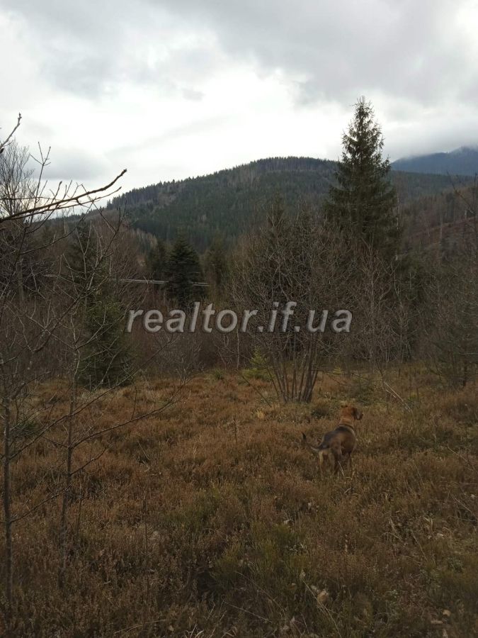 Prodayetsya_zemelna_dilyanka_v_Dolynskomu_raioni_selo_Myslivka_23466_8_1732648385.jpeg