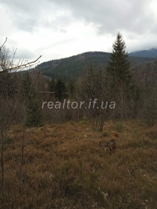 Im Dorf Myslivka im Bezirk Dolyna steht ein Grundstück zum Verkauf